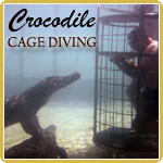 Cage diving with crocodiles is one of the activities we offer on the three-day safari which also includes shark cage diving.