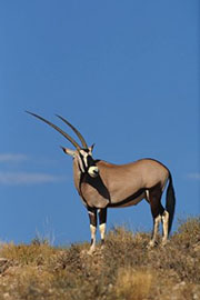 The gemsbok, also called oryx (Oryx gazella) is a common sight in Namibia. With its 240 kg (bull), 210 kg (cow), average horn length of 85 cm and beautiful markings this animal makes for nice photo opportunities.