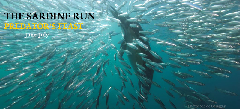 Sardine run -Predators' feast off the coast of South Africa