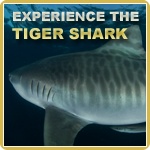 Experience swimming freely with the tiger shark.