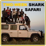 The ultimate shark safari and also our most asked for journey is the 14-day trip where we dive and interact with up to 22 species of sharks along the South African coast.