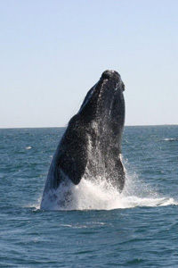 Southern right whales breach frequently, possibly associated with communcation or for removing parasites or dead skin.