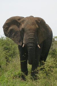 African elephant