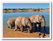 Three-day safari near Cape Town