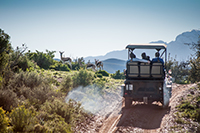 Game drive safari