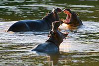 Hippos outside room.