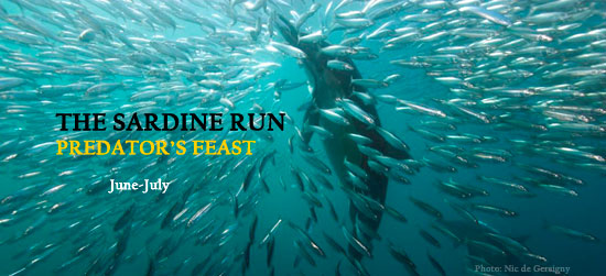 Sardine Run South Africa