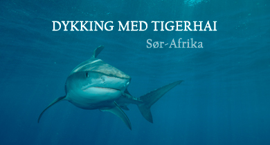 Dykking med tigerhai i Sør-Afrika