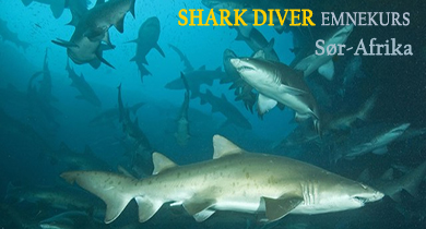 PADI Shark Diver Distinctive Specialty emnekurs, Sør-Afrika