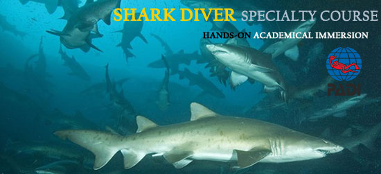 PADI Shark Diving Specialty Diver Course Cape Town South Africa