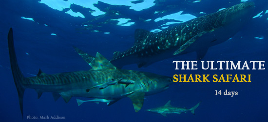 The Best Shark Diving Safari in South Africa