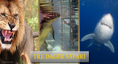 Tre dager safari med utgangsunkt fra Cape Town