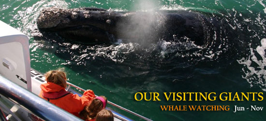 Whale Watching Cape Town South Africa