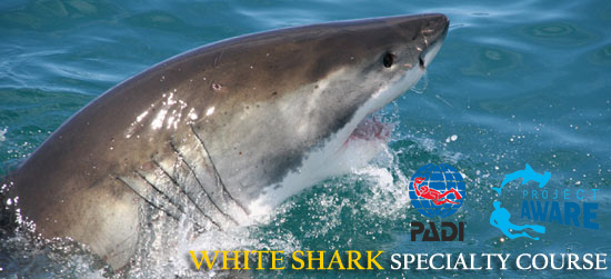 PADI Great White Shark Awareness Specialty Diver Course South Africa