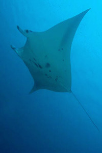 Manta rays are also frequently encountered on our dives in Mozambique.