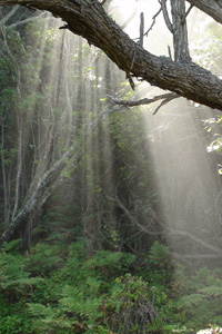 Sections of the Otter Trail is situated inside the Tsitsikamma forest.