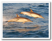 Dolphins at the sardine run photo South Africa