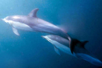 Dolphins Sardine Run off South Africa