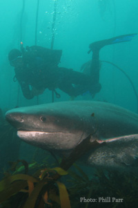 The broadnose sevengill shark (Notorynchus cepedianus) is the second largest predatory shark in False Bay after the white shark (Carcharodon carcharias) and one shark species we often encounter during the Shark Diver Specialty Course.