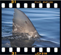 Dorsal fin of a great white shark South Africa.