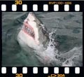 Great white shark