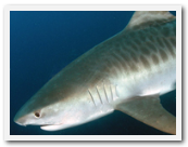 Swimming freely with tiger sharks in South Africa.