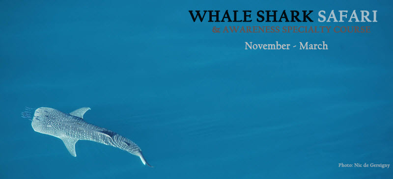 Whale Shark Awareness Specialty Course