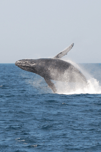 Knølhvalen (Megaptera novaeangliae), en hval kjent for sinde spektakulære hopp, er en art vi ofte treffer på under det årlige sardine run langs kysten av Sør-Afrika.  