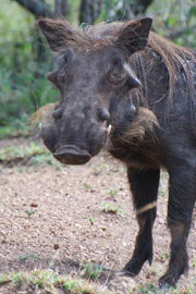 The warthog (Phacochoerus africanus) is one of the frequently spotted animals on a safari in certain South African game parks.