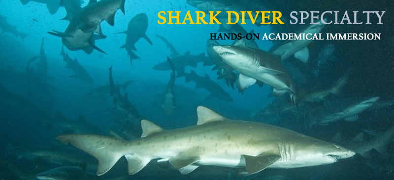 The Shark Diver Distinctive Specialty course introduces you to the special established techniques and environmentally responsible methods of diving with sharks in order to observe and interact with them in a safe and enjoyable manner. 