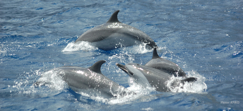 The pan trophic dolphins is an endemic species to St. Helena.