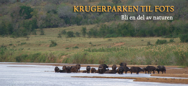 Safari til fots i Krugerparken. Bedre safarifølelse enn dette er det vanskelig å finne.