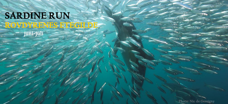 Sardine run - Rovdyrenes etegilde - et naturfenomen som finner sted årlig mellom mai og juli i Sør-Afrika.