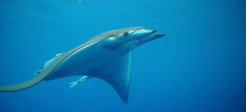 Unner dykking rundt øya St. Helena i det sørlige atlanterhav er det gode muligheter for å treffe på mantarokker.